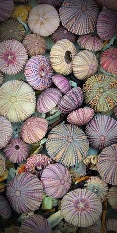 sea urchins are arranged in rows on display