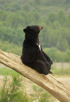 a black bear sitting on top of a tree branch