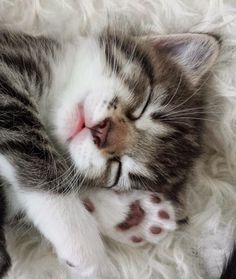 a small kitten sleeping on top of a white blanket