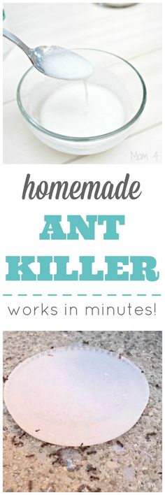 the words homemade ant killer works in minutes