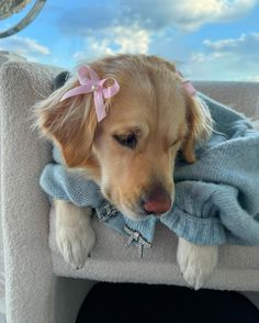 a small dog laying on top of a blue blanket covered in a pink bow next to its owner