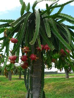 a large green plant with red flowers growing on it's branches in a field