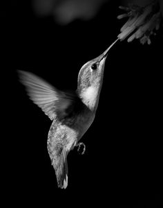 a black and white photo of a hummingbird flying in the air with its beak open