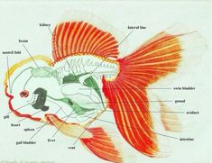 the parts of a fish's body are labeled in red and green colors,