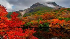 the mountain is covered in colorful foliage and trees with red, orange, and green leaves