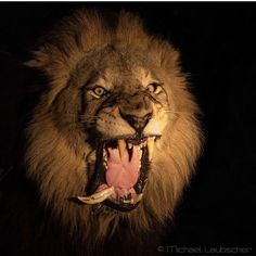 a large lion with its mouth open and it's teeth wide open in the dark