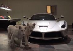 two white lions standing in front of a sports car