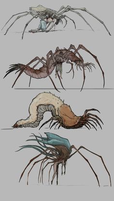 four different types of spider legs and claws