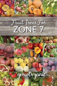 fruit trees for zone 7 grow organic