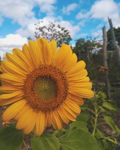 a large sunflower in the middle of a field with a bee flying around it