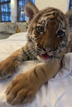 a baby tiger laying on top of a bed