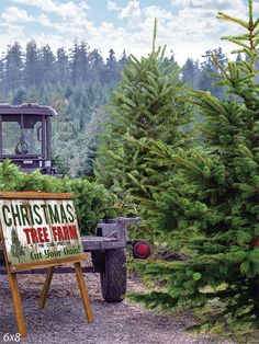 Christmas Tree Farm Backdrop - A festive Christmas tree farm scene featuring lush green pine trees Christmas Tree Farm Background, Tree Farm Aesthetic, Christmas Tree Farm Decor, Christmas Tree Farm Aesthetic, Colorado Christmas Tree, Winter Boards, Trees Backdrop, Christmas Tree Farm Sign, Brownie Christmas