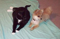 two cats and a dog are laying on a bed with a blanket in front of them