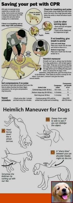 an info sheet with instructions on how to use the cat's paw and tail