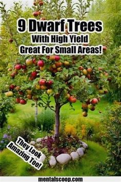 Woodland Food, Cockle Shells, Garden Woodland, Gardening Tricks, Growing Trees, Family Homestead, Homestead Gardens, Victory Garden, Farm Ideas