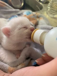 a person is feeding a small white kitten with a bottle in their hand and it's head sticking out