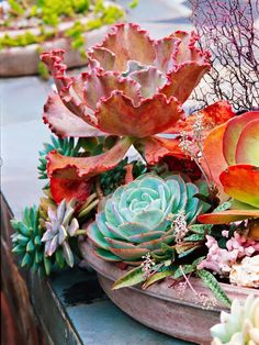 an assortment of succulents and other plants on display