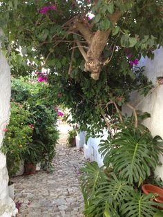 an alley way with potted plants and flowers on either side, between two buildings