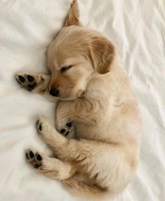 a small dog sleeping on top of a white bed