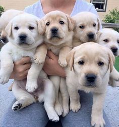 a person holding five puppies in their arms