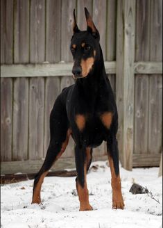 a black and brown dog standing in the snow