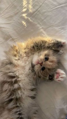 a kitten laying on top of a bed next to a white sheet covered wall with it's paws in the air