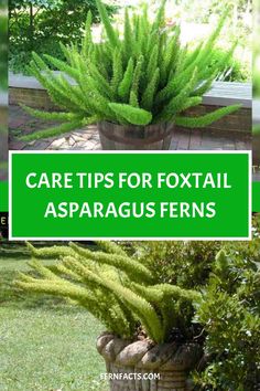 Care tips for Foxtail Asparagus Ferns in pots. Asparagus Fern Care, Indoor Ferns, Fern Garden, Indoor Oasis, Ferns Garden