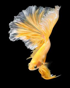 an orange and white fish with long tail swimming in the dark water on a black background