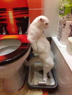 a small white cat standing on top of a toilet