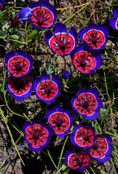 some purple and red flowers on the ground in front of an instagram post about francoiseweks