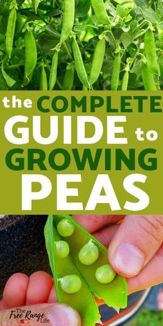 the complete guide to growing peas with text overlay that reads, the complete guide to growing peas