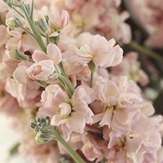 pink flowers are in a glass vase on a table