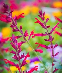 red and purple flowers are in the foreground, with other colorful flowers in the background