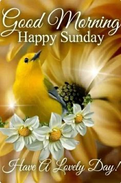 a yellow bird sitting on top of a sunflower with the words good morning happy sunday