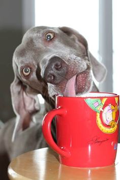 a dog sticking its tongue out in a red coffee cup