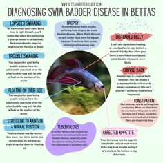 symptoms of swim bladder disease infographic Betta Care, Parasitic Worms, Betta Fish Care, Diy Aquarium, Betta Tank, Undersea World, Beta Fish, Fish Care, Bacterial Infection