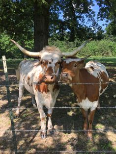 two brown and white cows standing next to each other behind a fenced in area