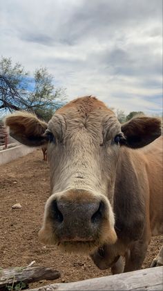 a brown cow standing on top of a dirt field next to a wooden fence and trees