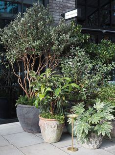 two potted plants sitting next to each other on a sidewalk in front of a building