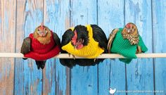 three birds sitting on top of a wooden shelf with sweaters around their necks and beaks