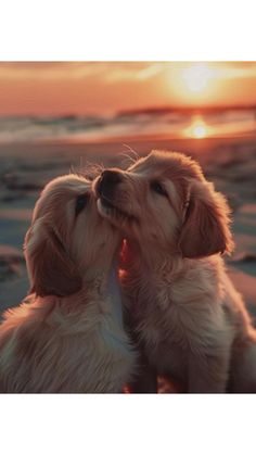 two puppies are sitting on the beach at sunset with their noses to each other