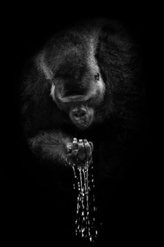 a black and white photo of a monkey washing his hands with water from a faucet