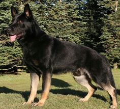 a large black and brown dog standing on top of a grass covered field next to trees