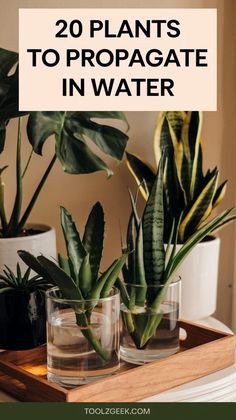 some plants are sitting on top of a wooden tray with text overlay that reads 20 plants to propagate in water