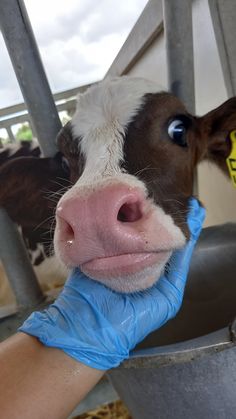 a brown and white cow with blue gloves on it's face