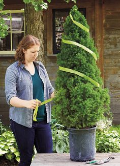 a woman measuring the length of a tall evergreen tree in front of a house with scissors