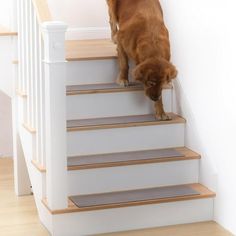 a dog is climbing up the stairs with his head down