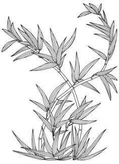 an ink drawing of some plants on a white background