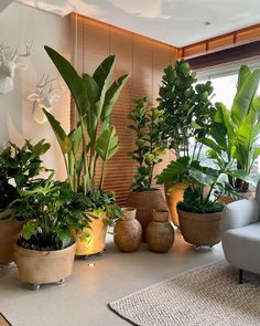 there are many potted plants in the living room