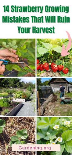 the garden is full of strawberries, strawberries and strawberries that are growing